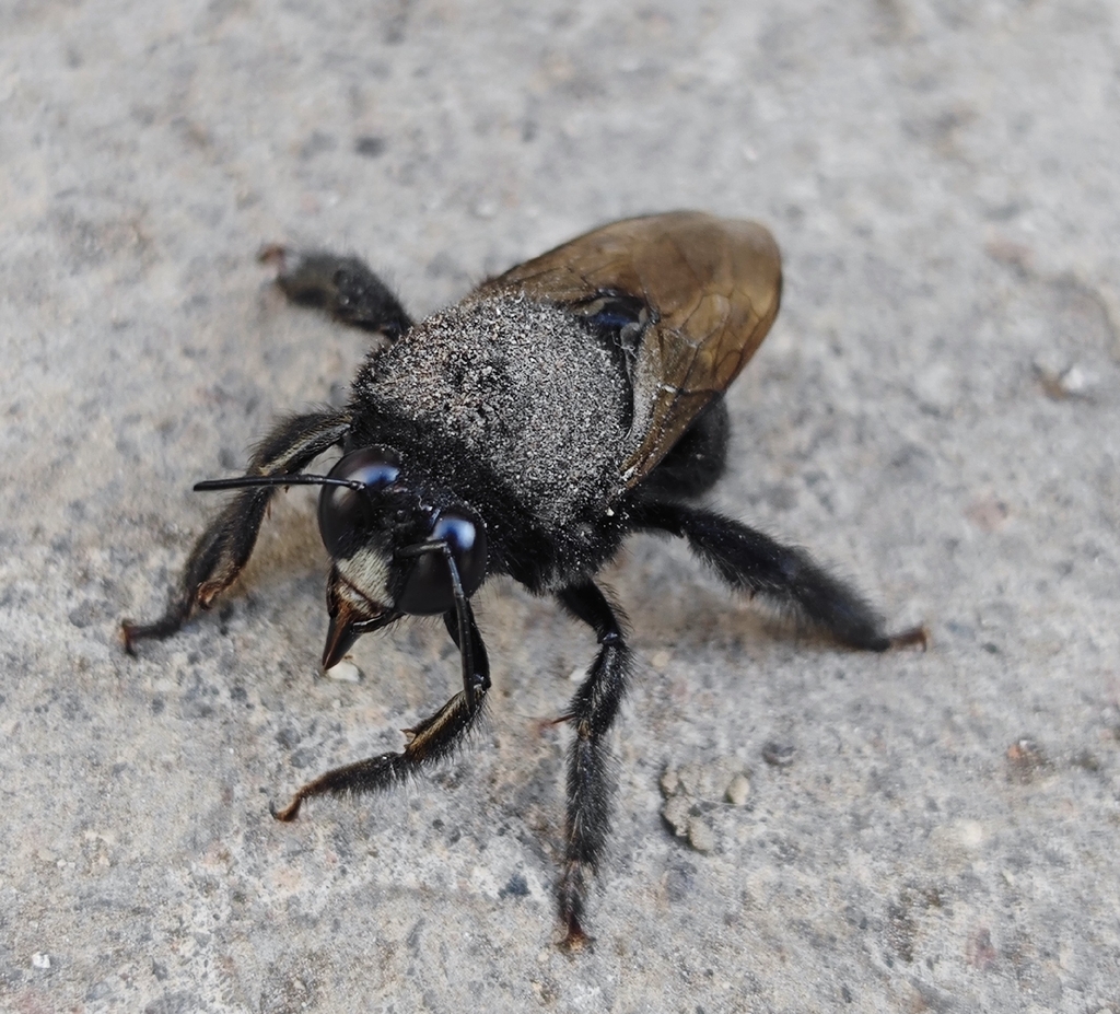 Xylocopa tabaniformis melanosoma