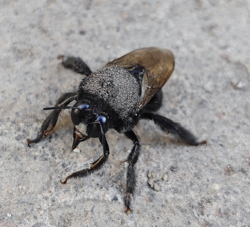 Xylocopa tabaniformis melanosoma