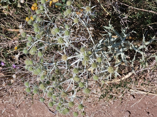 Field Eryngo