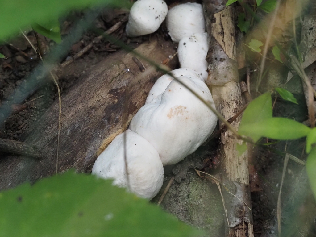 Aborted entoloma · August 2026 · photo: Photo: (c) Summit Metro Parks, some rights reserved (CC BY) · iNaturalist