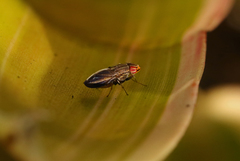 Cephaloconus cyprinus