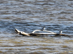 Sternula antillarum athalassos