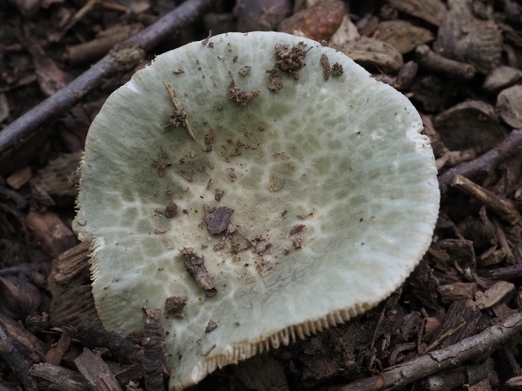 Blue-green Cracking Russula · August 2026 · photo: Photo: (c) Summit Metro Parks, some rights reserved (CC BY) · iNaturalist