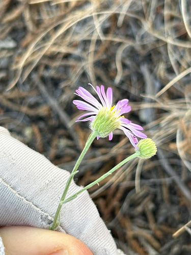Erigeron filifolius, photograph 3