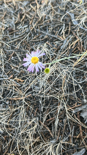 Erigeron filifolius, photograph 1