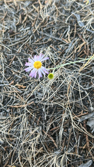 Erigeron filifolius