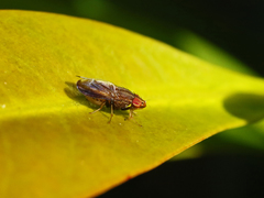 Cephaloconus cyprinus