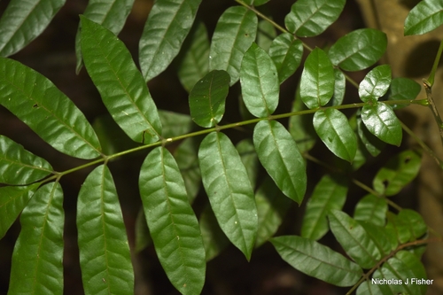 Dysoxylum mollissimum observed 2026-08-07