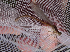 Lestes australis