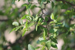 Condalia mexicana