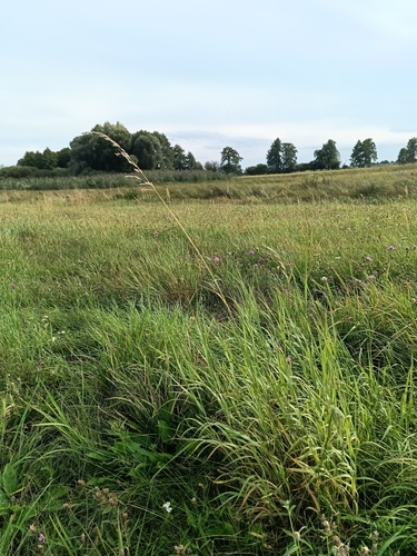 tall oat grass