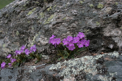 Primula pedemontana