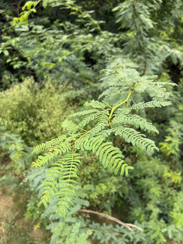 mesquite