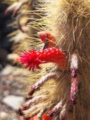 Cleistocactus hyalacanthus, photograph (c) Rocío Esmeralda Pose, some rights reserved (CC BY)