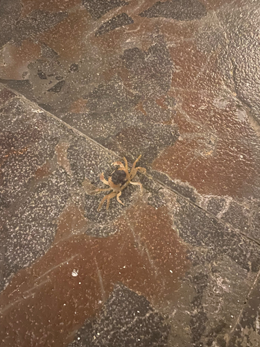 Blackback Land Crab