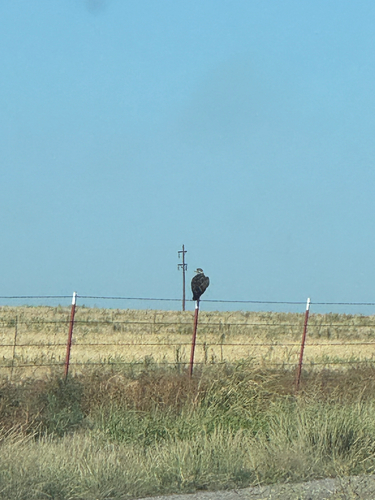 Swainson's Hawk