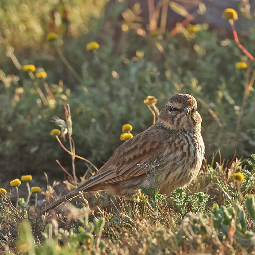 iNaturalist image