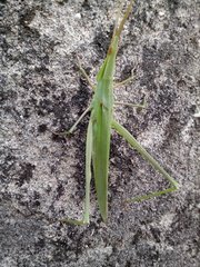 Orthoptera