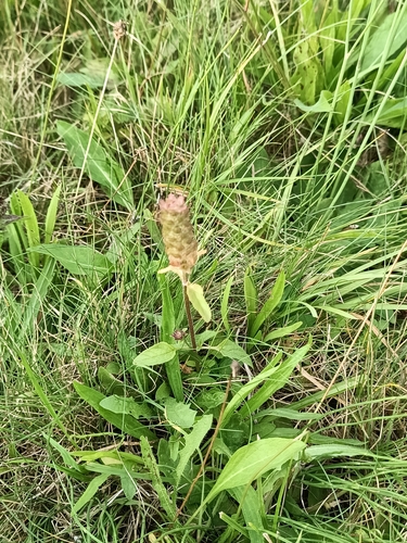 common selfheal