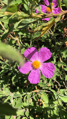 iNaturalist observation photo of Hoary Rock-rose
