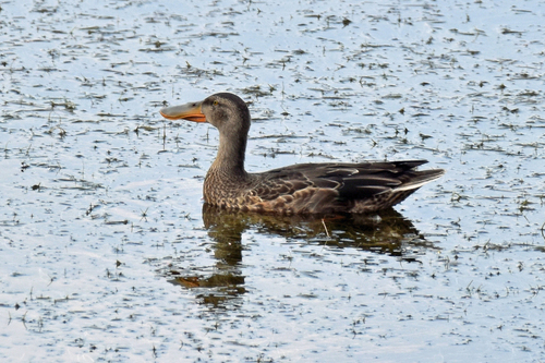 Northern Shoveler