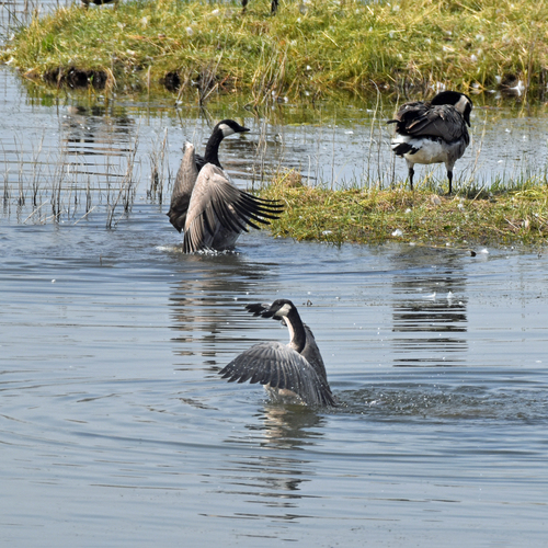 Canada Goose