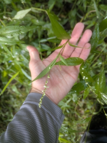 Dotted Smartweed