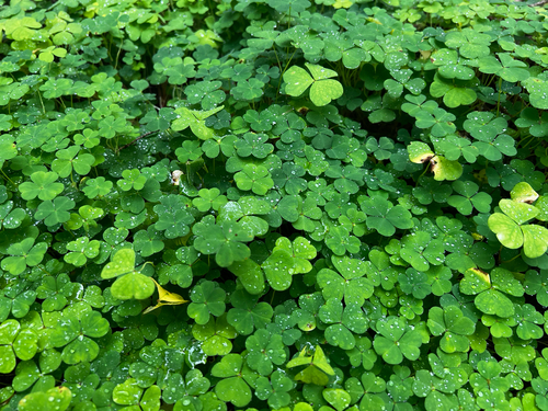 European wood-sorrel