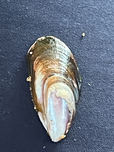 Brown Mussel