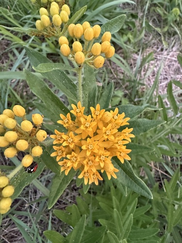 butterfly milkweed