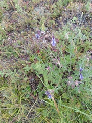 Teucrium orientale