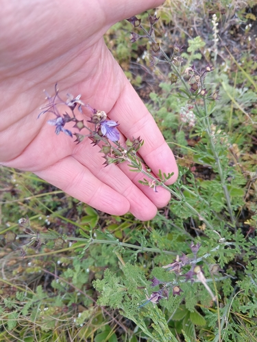 Teucrium orientale, photograph 2