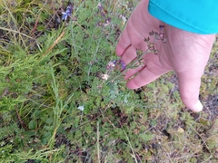 Teucrium orientale, photograph (c) Maria Kohanovskaya, some rights reserved (CC BY)