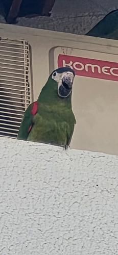 Red-shouldered Macaw