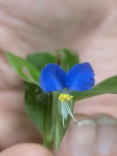 Asiatic dayflower