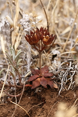 Androsace maxima, photograph (c) Antoine Thivolle, some rights reserved (CC BY)