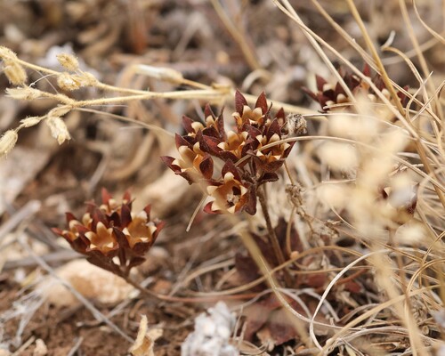 Androsace maxima