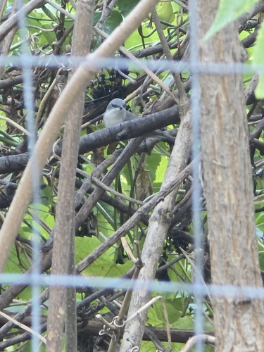 Lesser Whitethroat