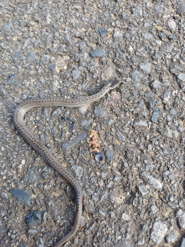 Smooth Snake