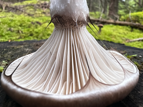 Slimy Spike