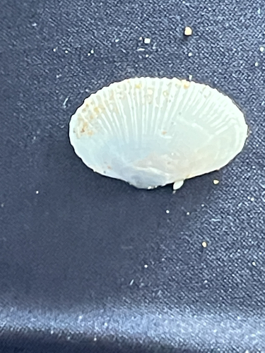Rugose Mactra