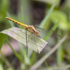 Erythrodiplax melanorubra