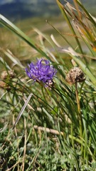 Phyteuma hemisphaericum, photograph (c) Claude Kolwelter, some rights reserved (CC BY)