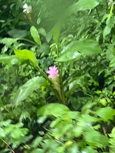 Curcuma aromatica
