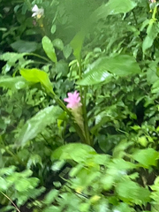 Curcuma aromatica