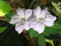 Ruellia humilis