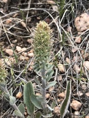 Veronica wyomingensis