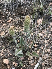 Veronica wyomingensis