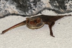 Taphozous mauritianus