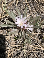 Lewisia brachycalyx